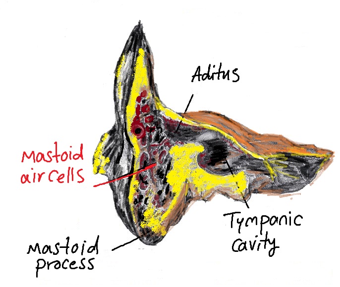 Labeled teaching diagram of the temporal bone and mastoid region showing mastoid air cells, mastoid process, mastoid antrum, and tympanic cavity